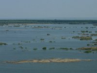 RO, Tulcea, Danube delta 37, Saxifraga-Dirk Hilbers